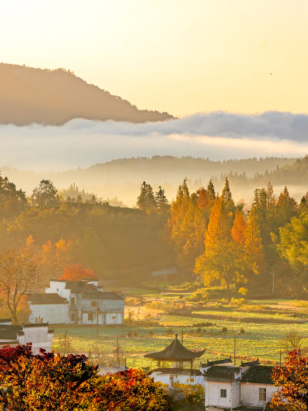 这才是秋天该有的样子，国内没有平替！_8_陈帆fotochen_安徽徽州-来自52tours 我爱旅游网
